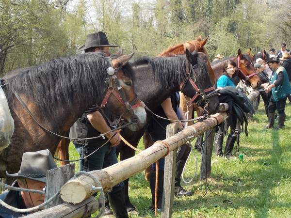 Blagoslov konj v Trnovcu